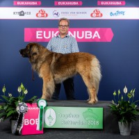 BEST_OF_BREED_92_HR_ROTTERDAM_2018_KYNOWEB_KY3_3162_20180909_11_31_42