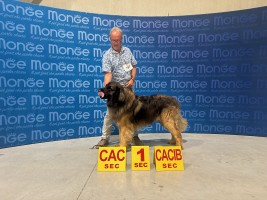 simchai luik golden dog trophy