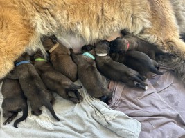 pups faith en Morris
