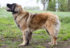 Faith ( Faithful Eva v. Hescos Leos) - kopie